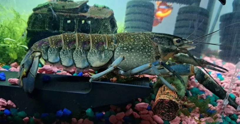 rak-modry-cherax-quadricarinatus-big-0