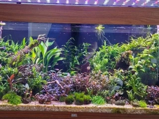 akvarium-juwel-rio-240