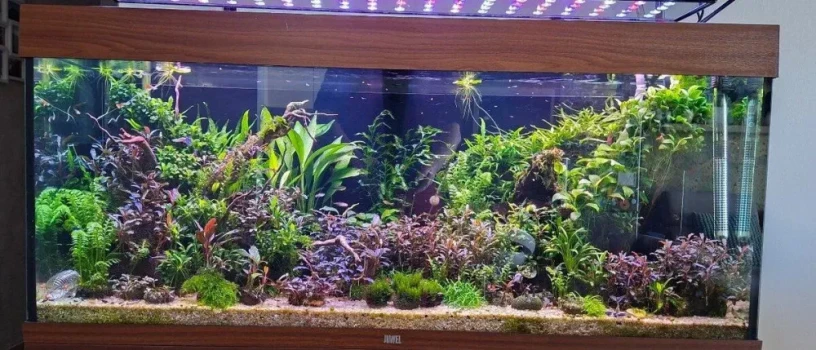 akvarium-juwel-rio-240-big-0