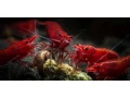 krevety-neocaridina-red-sakura-selektovane-small-0