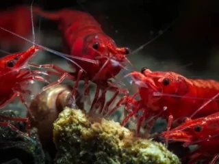 krevety-neocaridina-red-sakura-selektovane