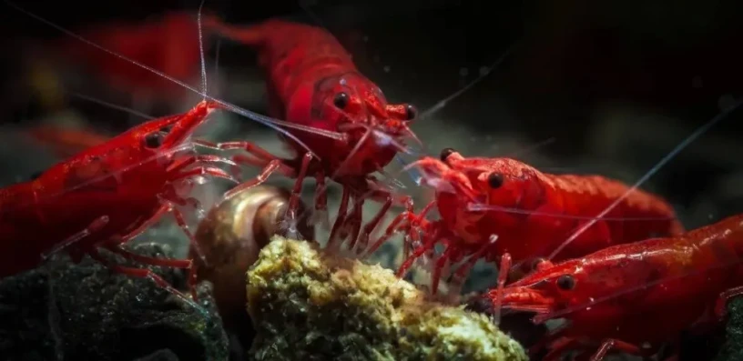krevety-neocaridina-red-sakura-selektovane-big-0