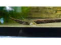gupky-bm-akcia-11-gratis-small-1
