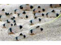 panciernicek-pandacorydoras-panda-small-0
