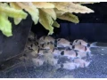 panciernicek-pandacorydoras-panda-small-1