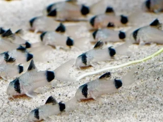 panciernicek-pandacorydoras-panda