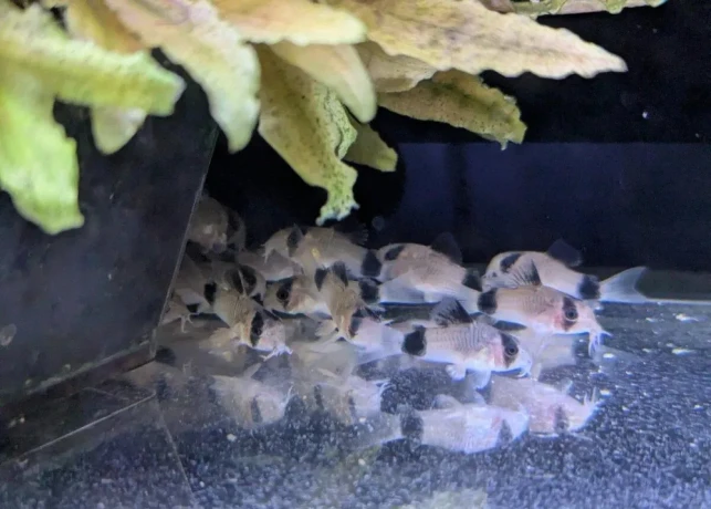 panciernicek-pandacorydoras-panda-big-1