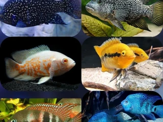 cichlidy