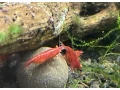 krevetky-neocaridina-bloody-marry-oe-akcia-small-2