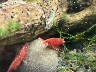 krevetky-neocaridina-bloody-marry-oe-akcia