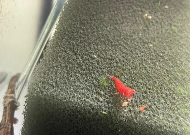 krevetky-neocaridina-bloody-marry-oe-akcia-big-1