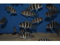 cyphotilapia-frontosa-burundi-small-2