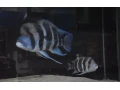 cyphotilapia-frontosa-burundi-small-0
