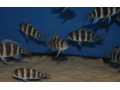 cyphotilapia-frontosa-burundi-small-1