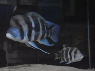 cyphotilapia-frontosa-burundi