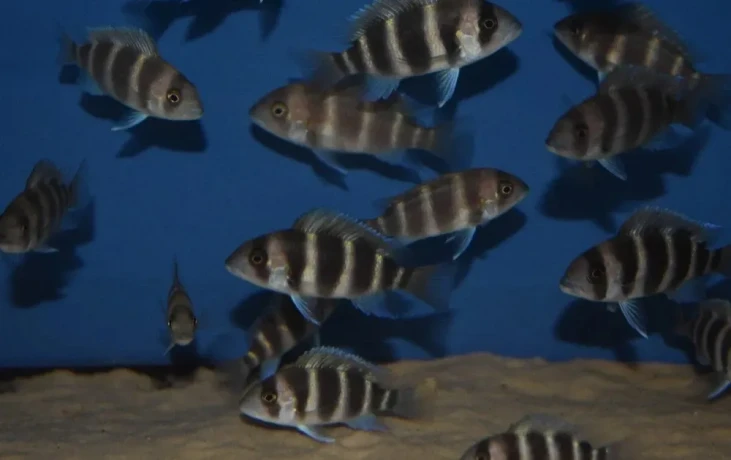 cyphotilapia-frontosa-burundi-big-2