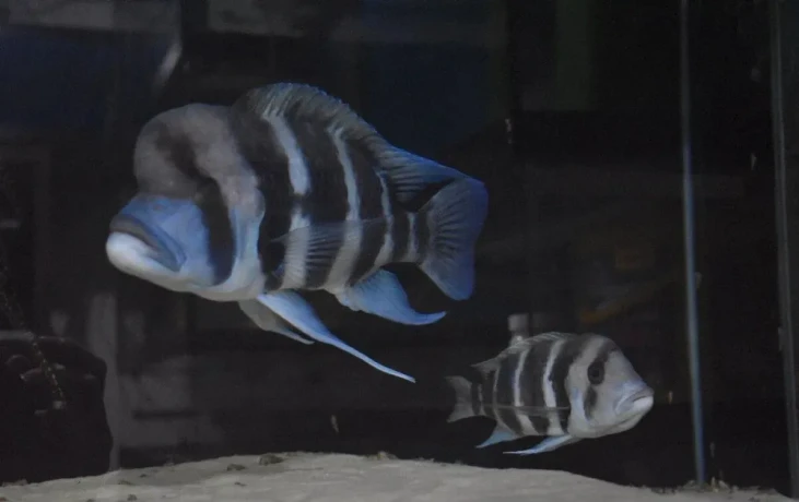 cyphotilapia-frontosa-burundi-big-0