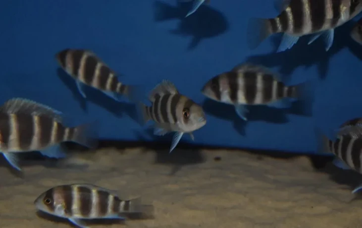 cyphotilapia-frontosa-burundi-big-1