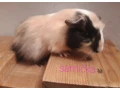 morca-morske-prasa-small-2