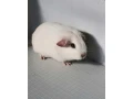 biele-tmavooke-morca-small-1