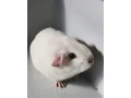 biele-tmavooke-morca-small-4