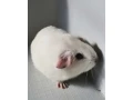 biele-tmavooke-morca-small-2