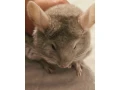 mlada-cincila-small-0