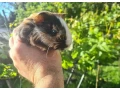 morcatamorca-small-0