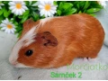 morcamorciatko-samcek-small-0
