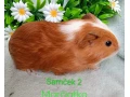 morcamorciatko-samcek-small-1