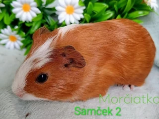 morcamorciatko-samcek