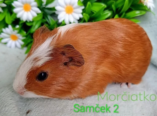 morcamorciatko-samcek-big-0