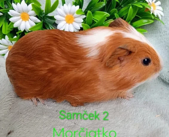 morcamorciatko-samcek-big-1