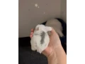 minilop-samcek-small-1