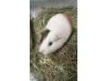 morca-aj-s-vybavou-small-0