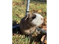 morcata-small-4
