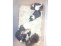 morcata-small-3