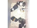 morcata-small-0
