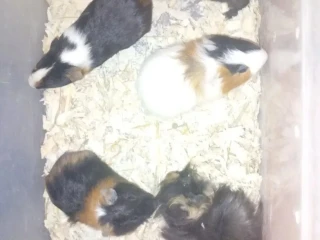 morcata