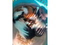 morcata-small-0
