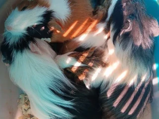 morcata