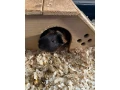 morske-prasiatka-small-1