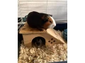 morske-prasiatka-small-2