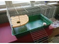 predam-klietku-pre-morca-morske-prasiatko-small-0