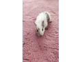 morca-small-0