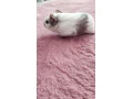 morca-small-1