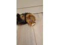 morske-prasiatko-small-2