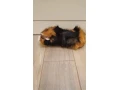 morske-prasiatko-small-0