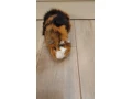 morske-prasiatko-small-1