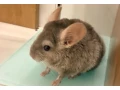 cincilky-small-0